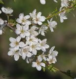 Prunus cerasifera