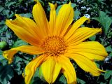 Tithonia diversifolia