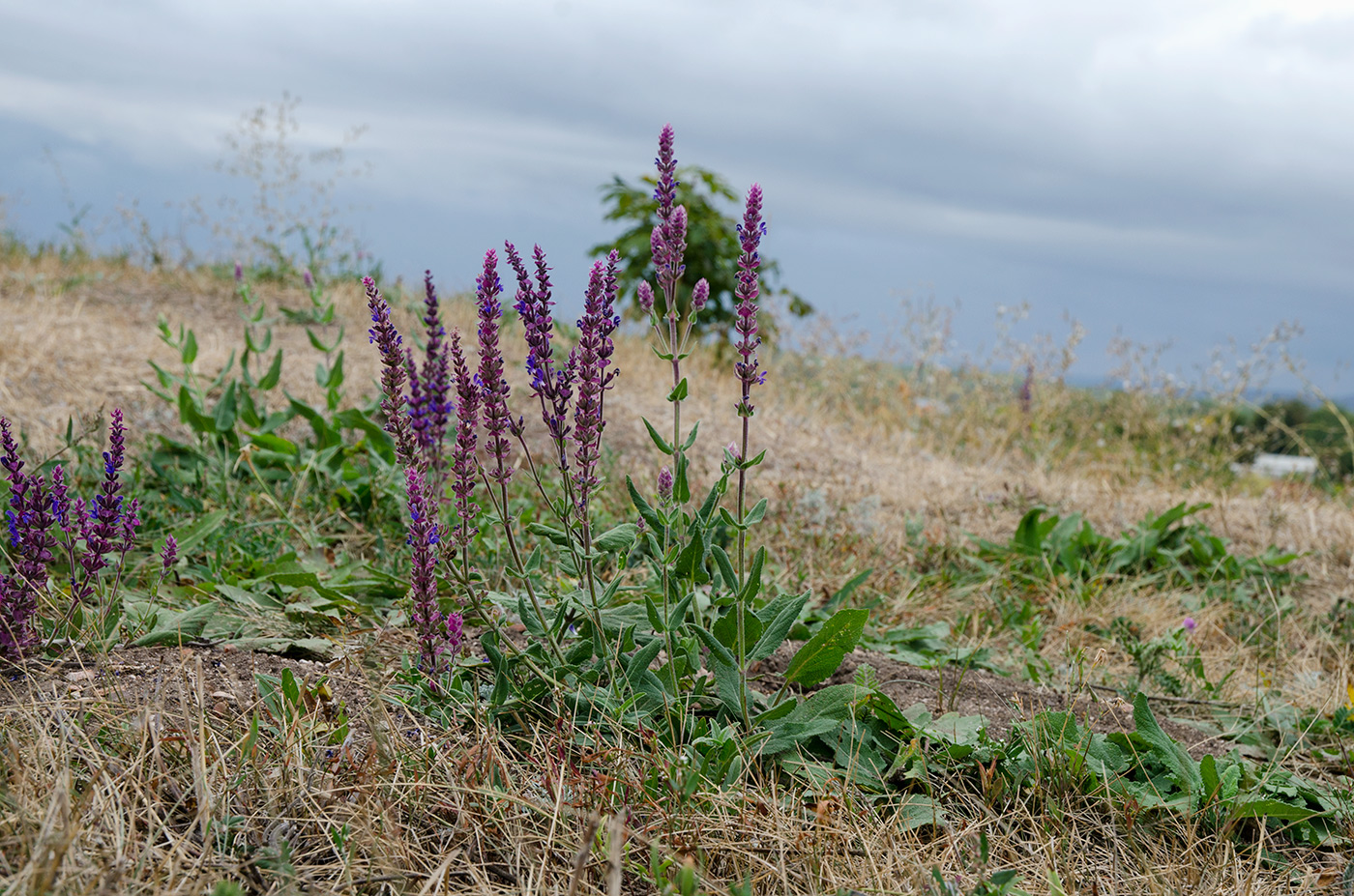 Изображение особи Salvia tesquicola.