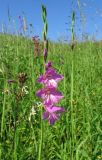 Gladiolus imbricatus. Верхушка цветущего растения. Смоленская обл., окр. г. Смоленска, сухой луг на склоне холма. 30.06.2009.