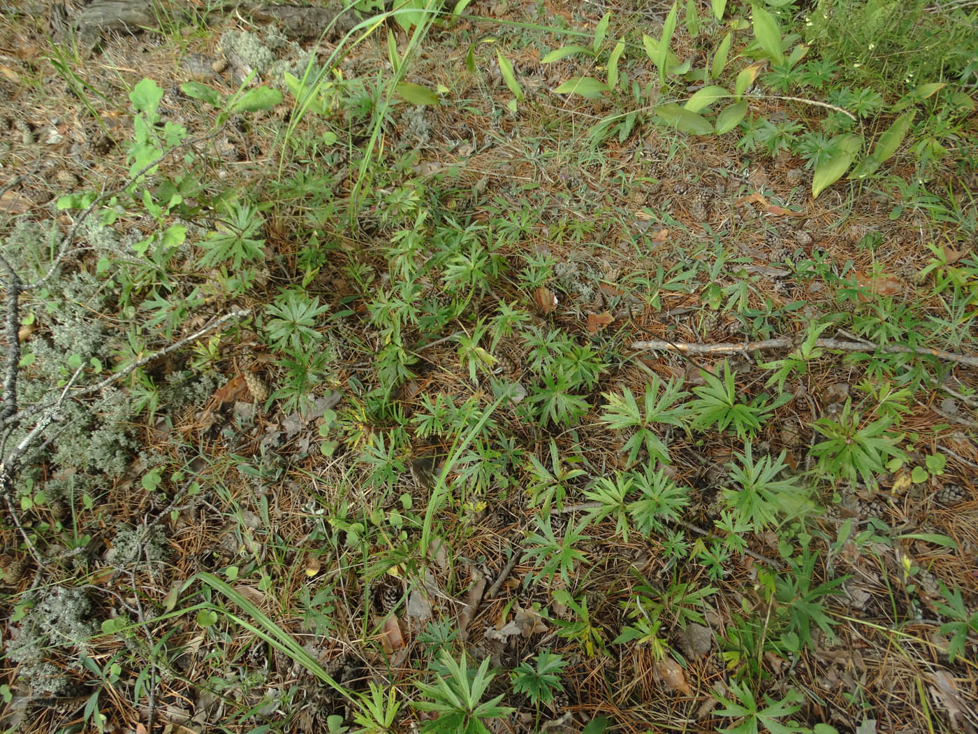 Image of Pulsatilla patens specimen.