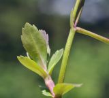Lindernia antipoda