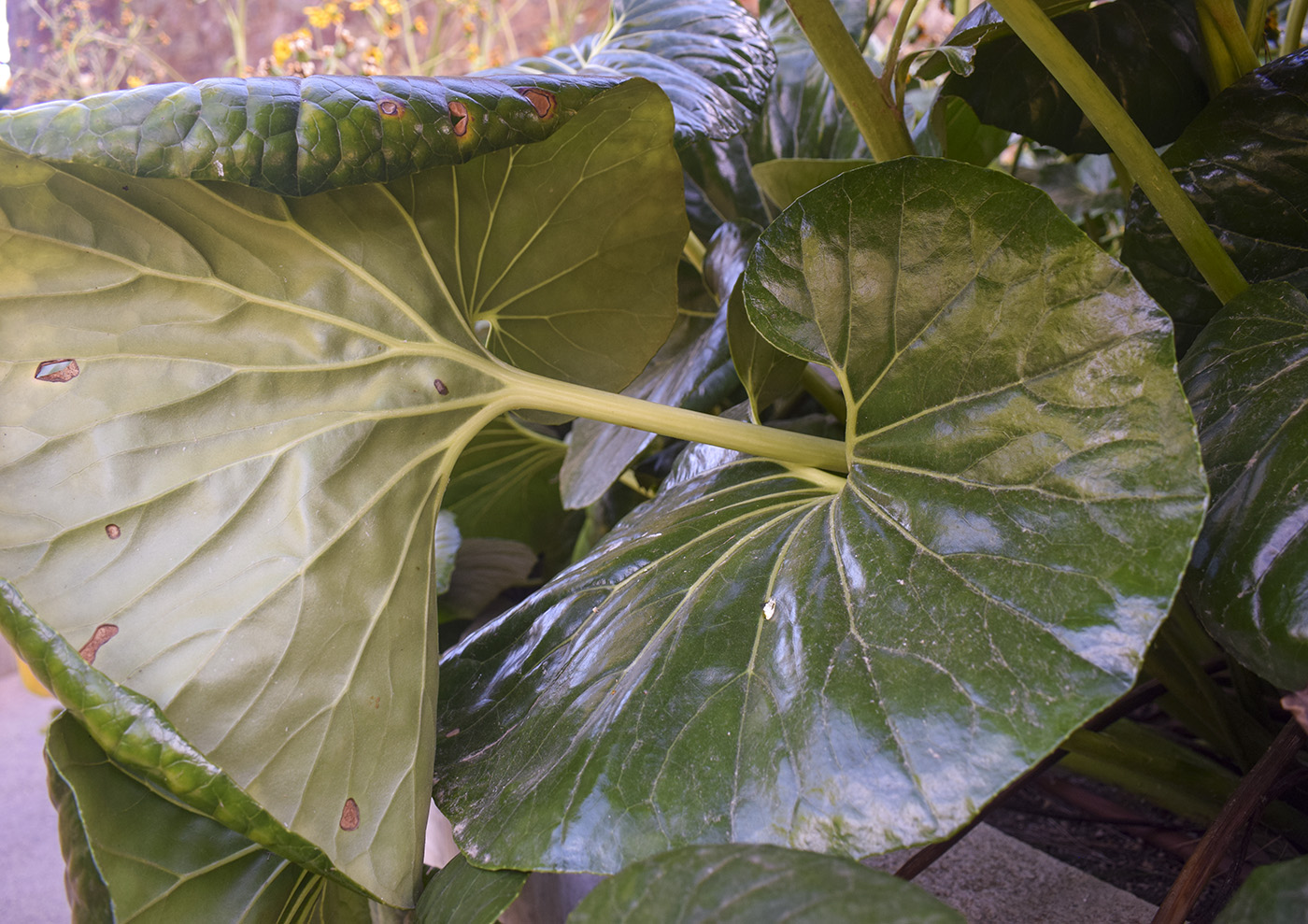 Image of Farfugium japonicum specimen.