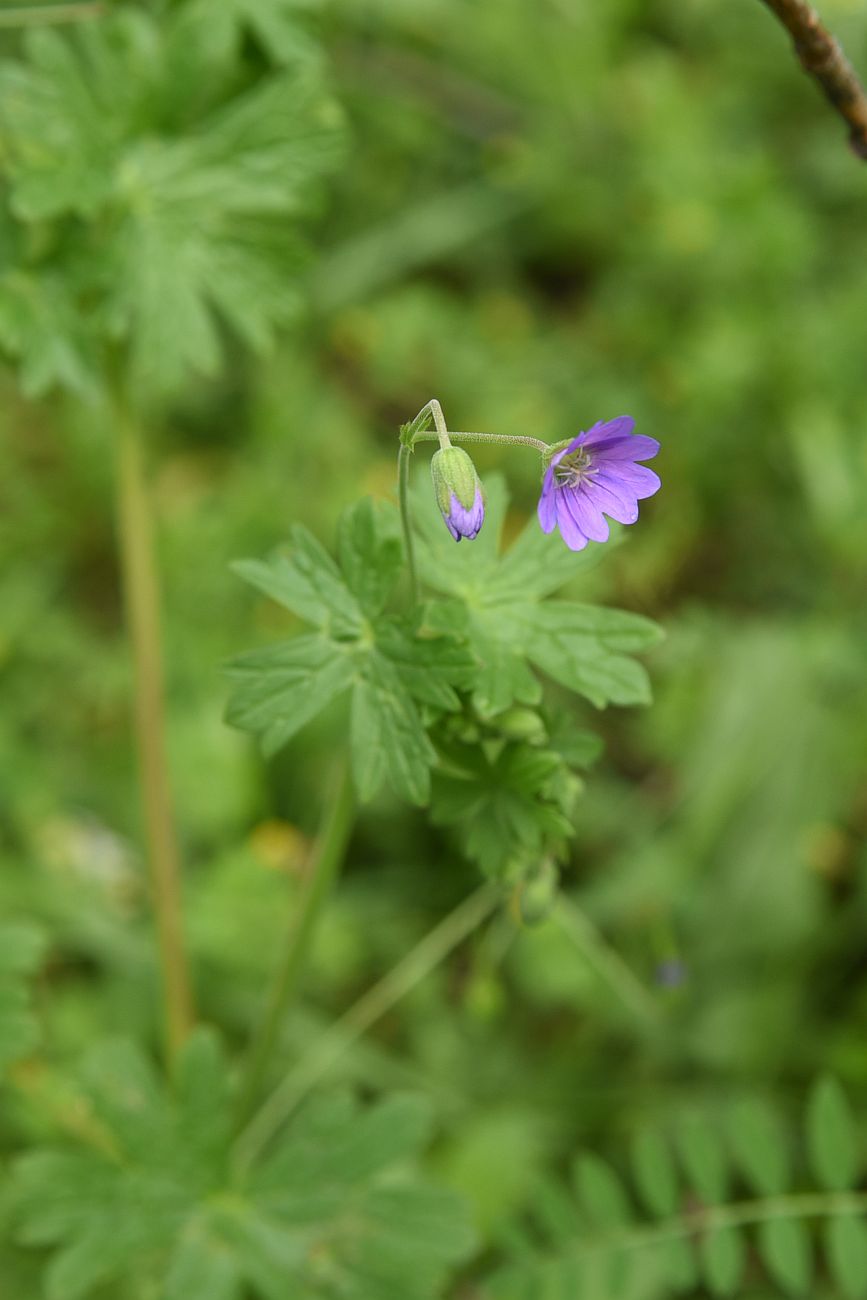 Image of Geranium depilatum specimen.