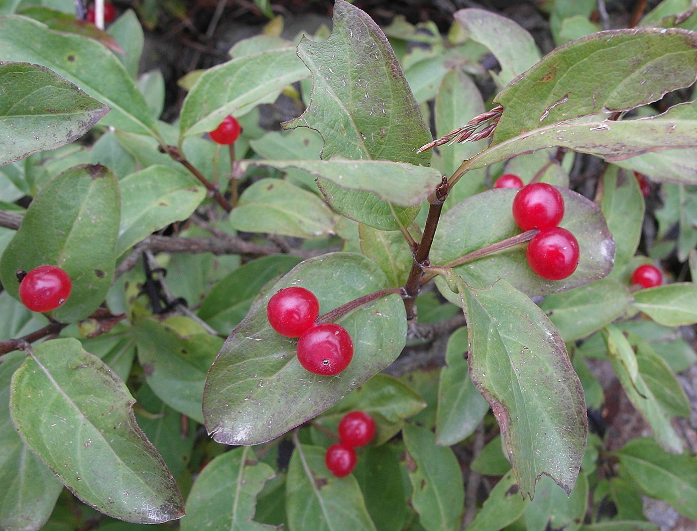Изображение особи Lonicera karelinii.