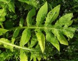 Cirsium oleraceum