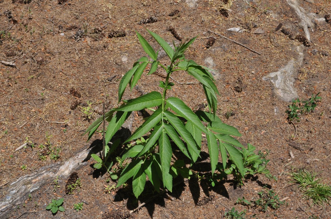 Image of Sambucus ebulus specimen.