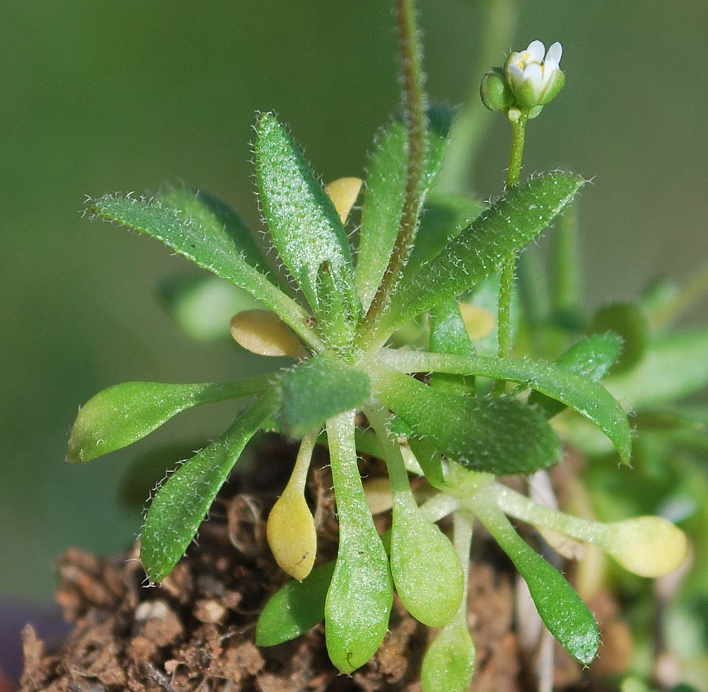 Image of Erophila verna specimen.