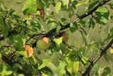 Malus domestica. Часть ветви с созревающими плодами и повреждёнными грибами листьями. Псковская обл., Печорский р-н, окр. дер. Вастцы, суходольный злаково-разнотравный луг на известняке. 18.08.2024.