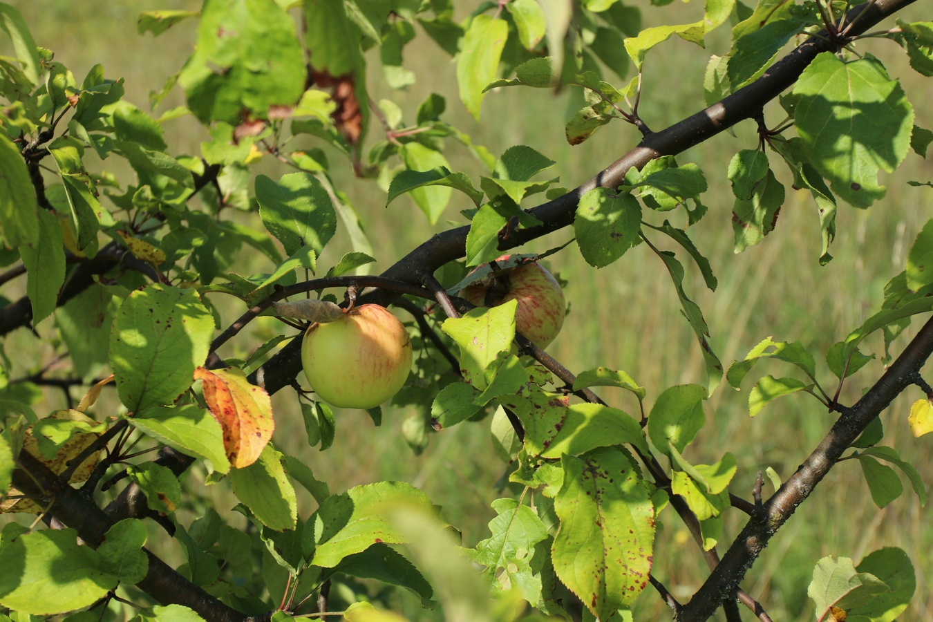 Изображение особи Malus domestica.