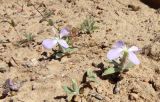 Matthiola stoddartii