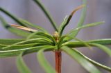 Pinus koraiensis. Верхушка растения. Приморский край, Уссурийский гор. округ, окр. с. Монакино, широколиственный лес. 20.04.2025.