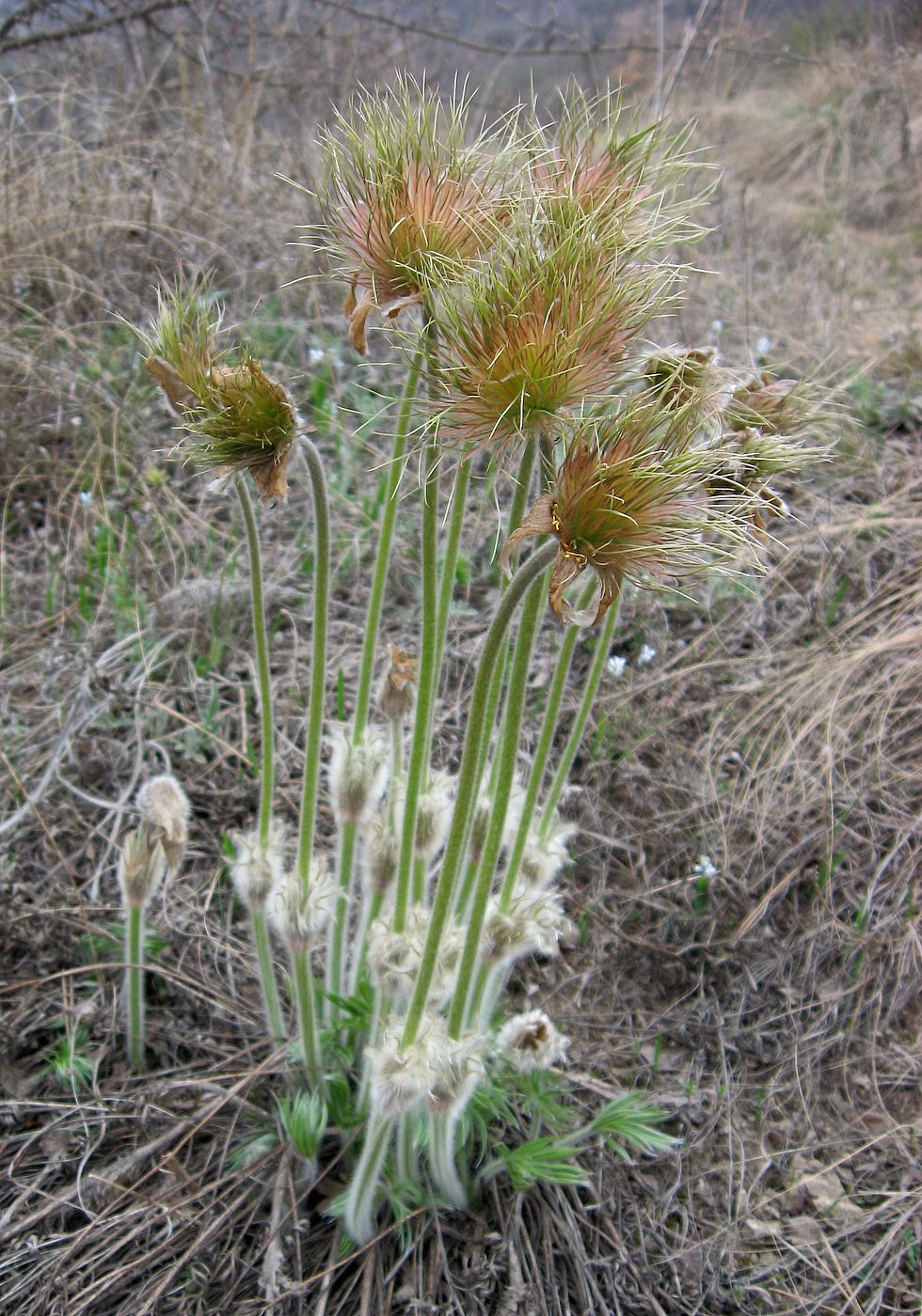 Image of Pulsatilla grandis specimen.