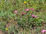 Dianthus oschtenicus. Цветущие растения. Кабардино-Балкария, Черекский р-н, гора Фытын, 2260 м н.у.м., альпийский луг на вершине. 29.07.2024.