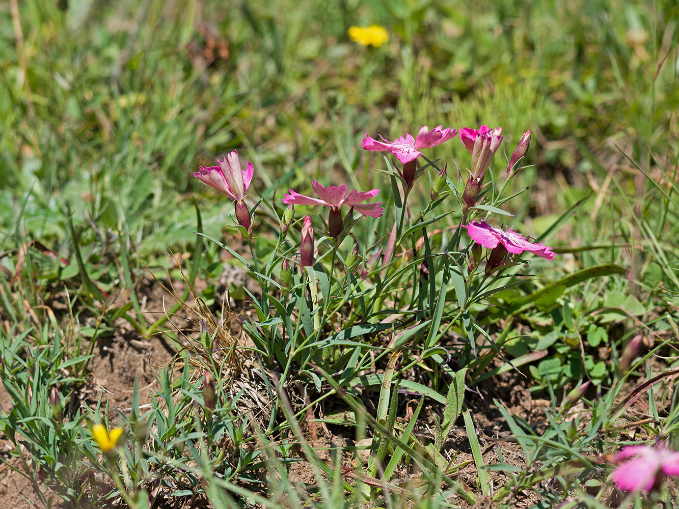 Image of Dianthus oschtenicus specimen.