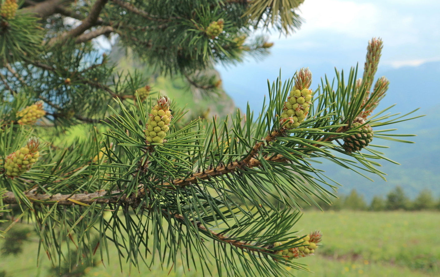 Изображение особи Pinus sylvestris ssp. hamata.