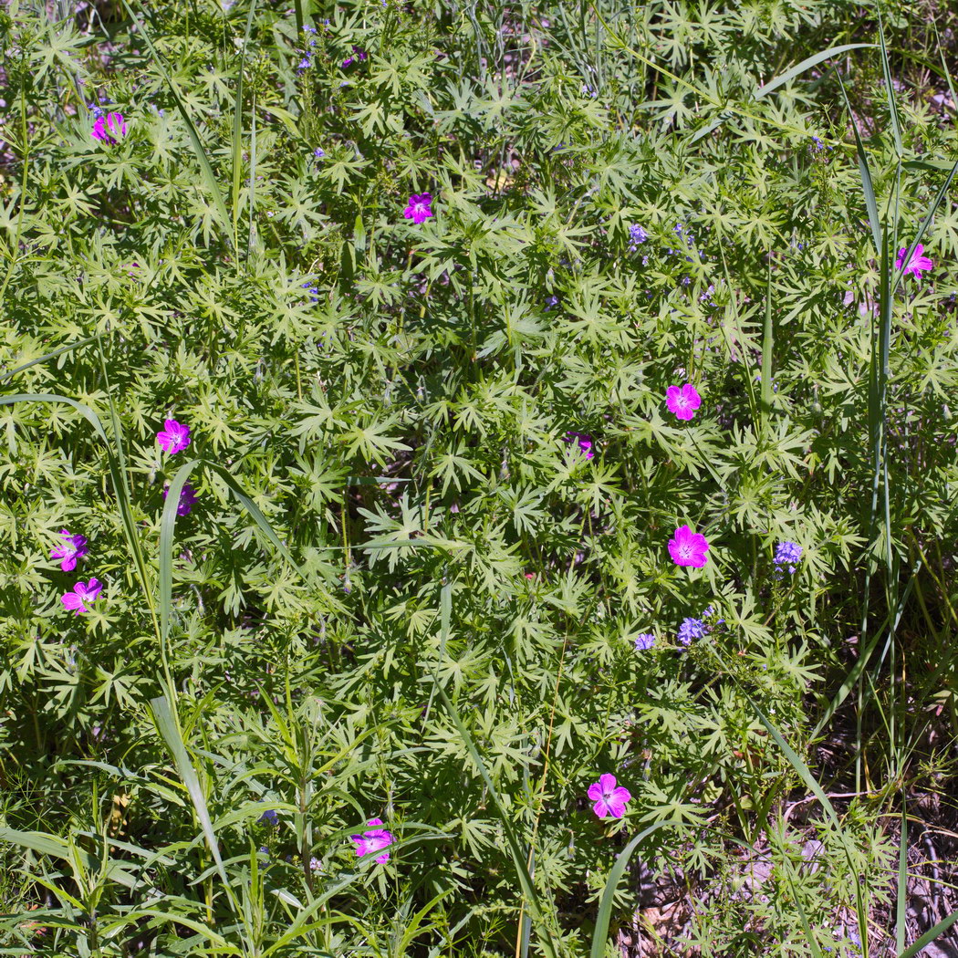 Изображение особи Geranium sanguineum.