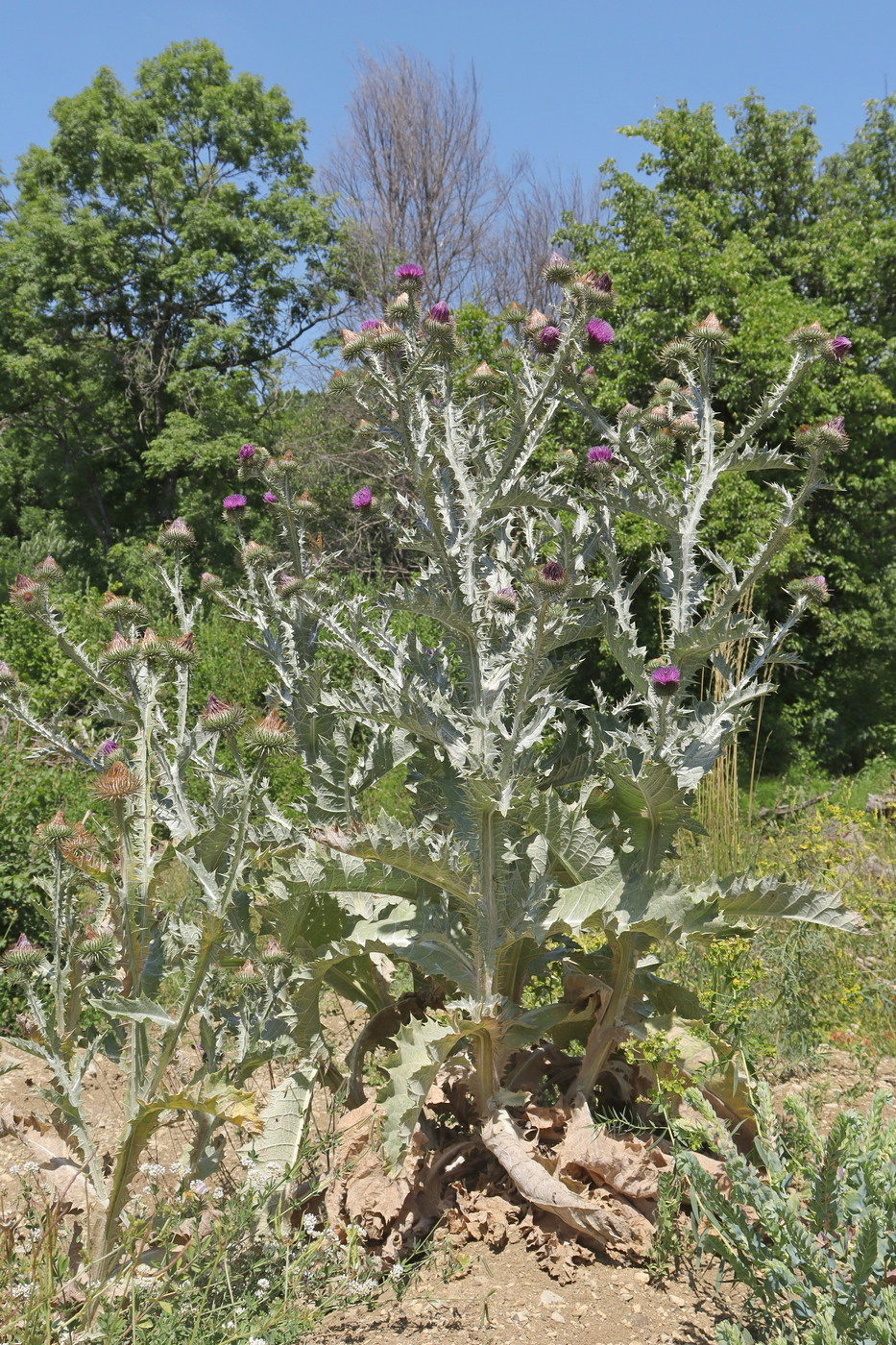 Image of Onopordum acanthium specimen.