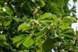 Magnolia kobus
