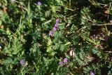род Erodium