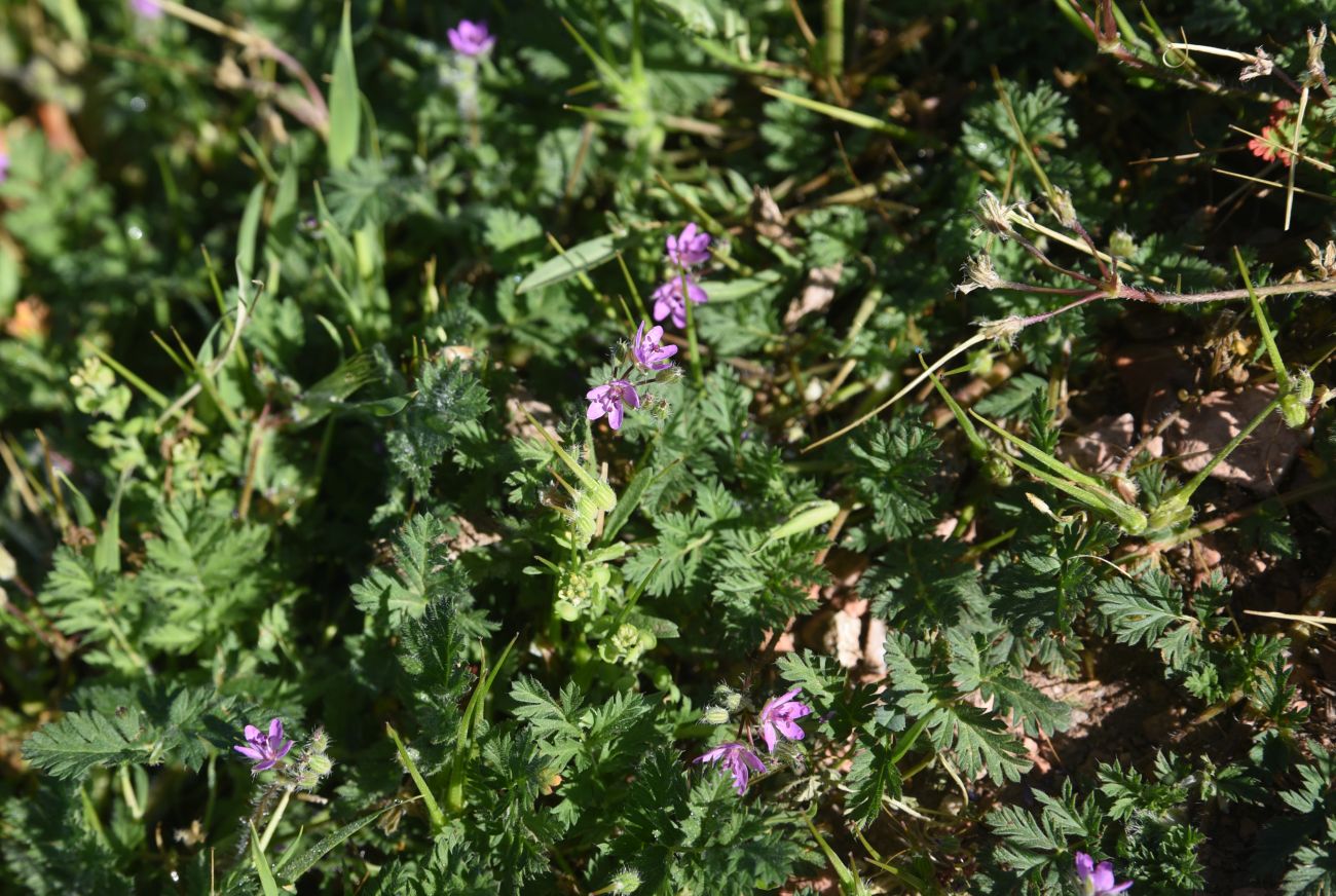 Изображение особи род Erodium.