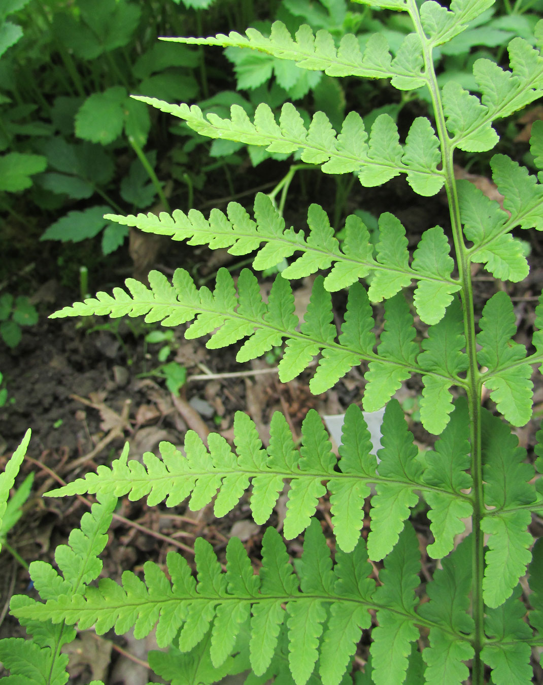 Image of Dryopteris marginalis specimen.