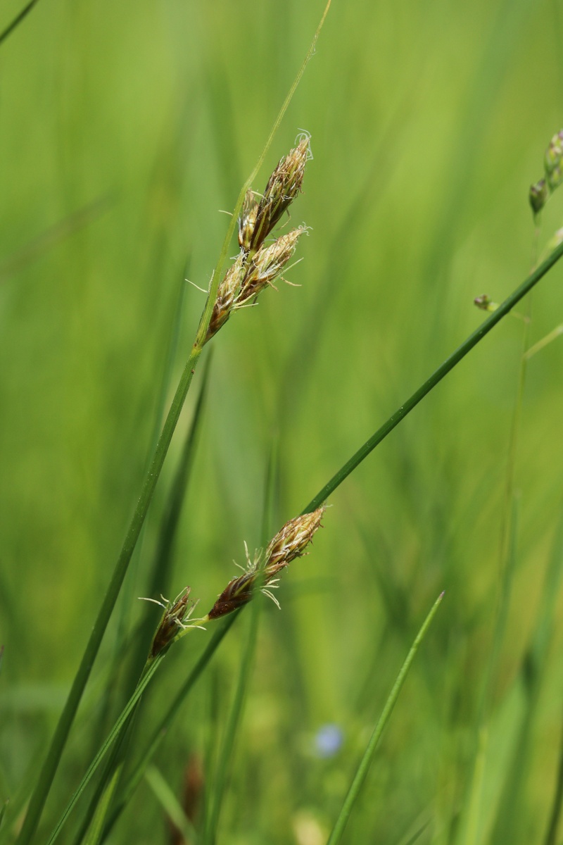 Изображение особи Carex leporina.