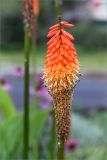 Kniphofia uvaria