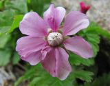 Rubus arcticus