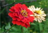 Zinnia elegans. Соцветие (махровая форма). Московская обл., Раменский р-н, окр. дер. Хрипань, садовый участок. 22.08.2025.
