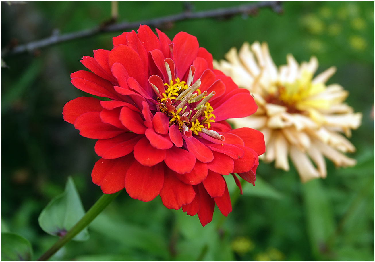 Изображение особи Zinnia elegans.
