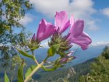 Linum hypericifolium. Верхушка растения с соцветиями. Адыгея, Кавказский биосферный запов., хр. Каменное Море, ≈ 2000 м н.у.м., задернованные известняковые скалы, поросшие Juniperus sabina. 19.07.2015.