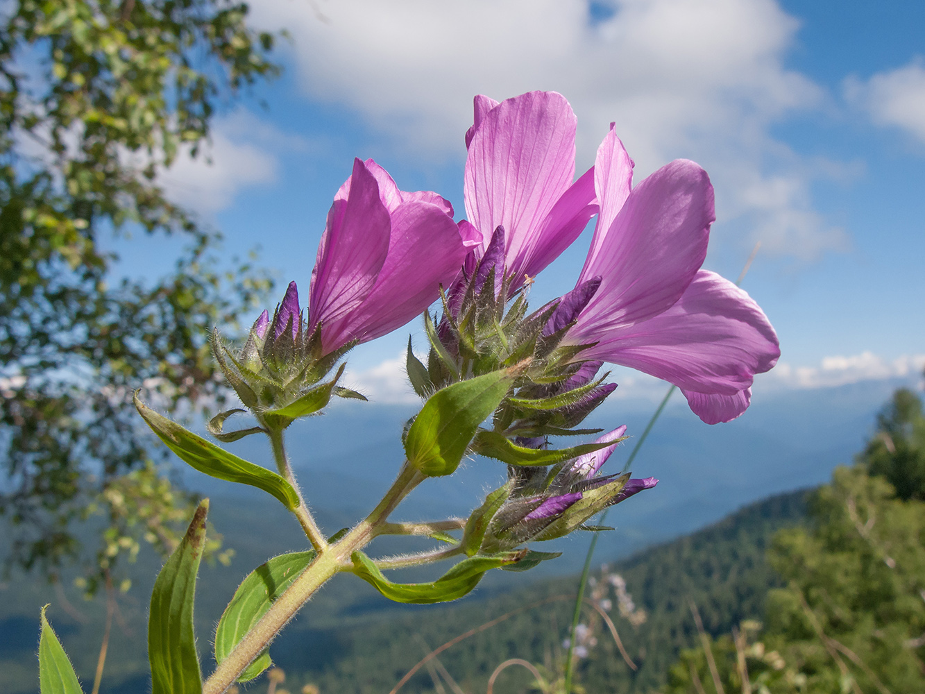 Image of Linum hypericifolium specimen.