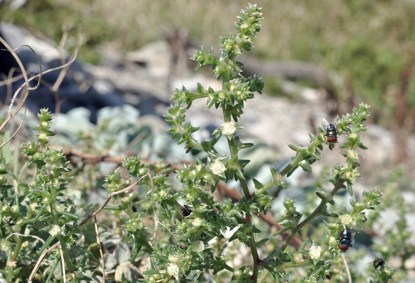 Image of Salsola komarovii specimen.