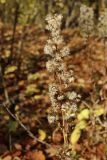 Solidago virgaurea