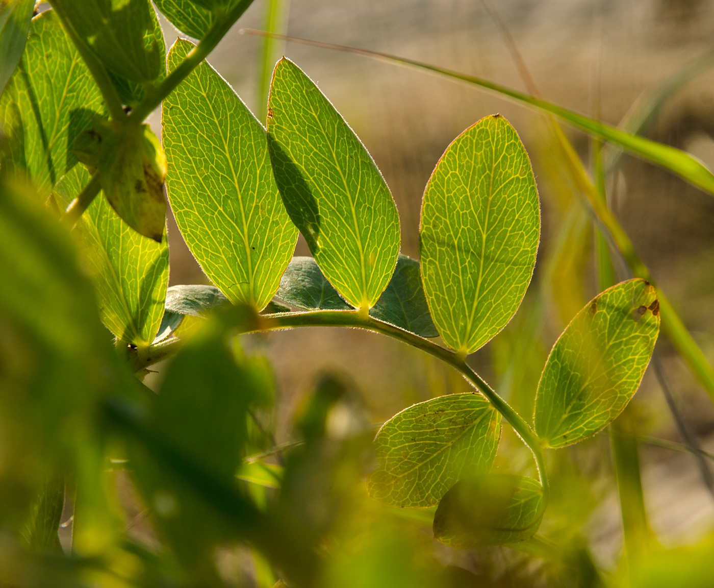 Image of Lathyrus japonicus ssp. pubescens specimen.