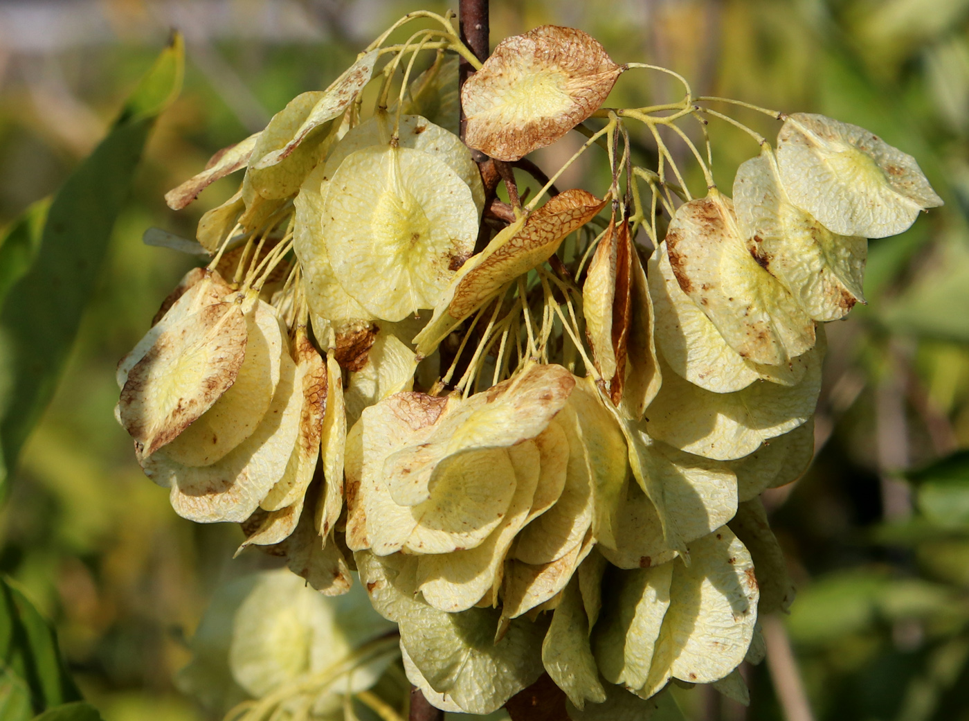 Изображение особи Ptelea trifoliata.