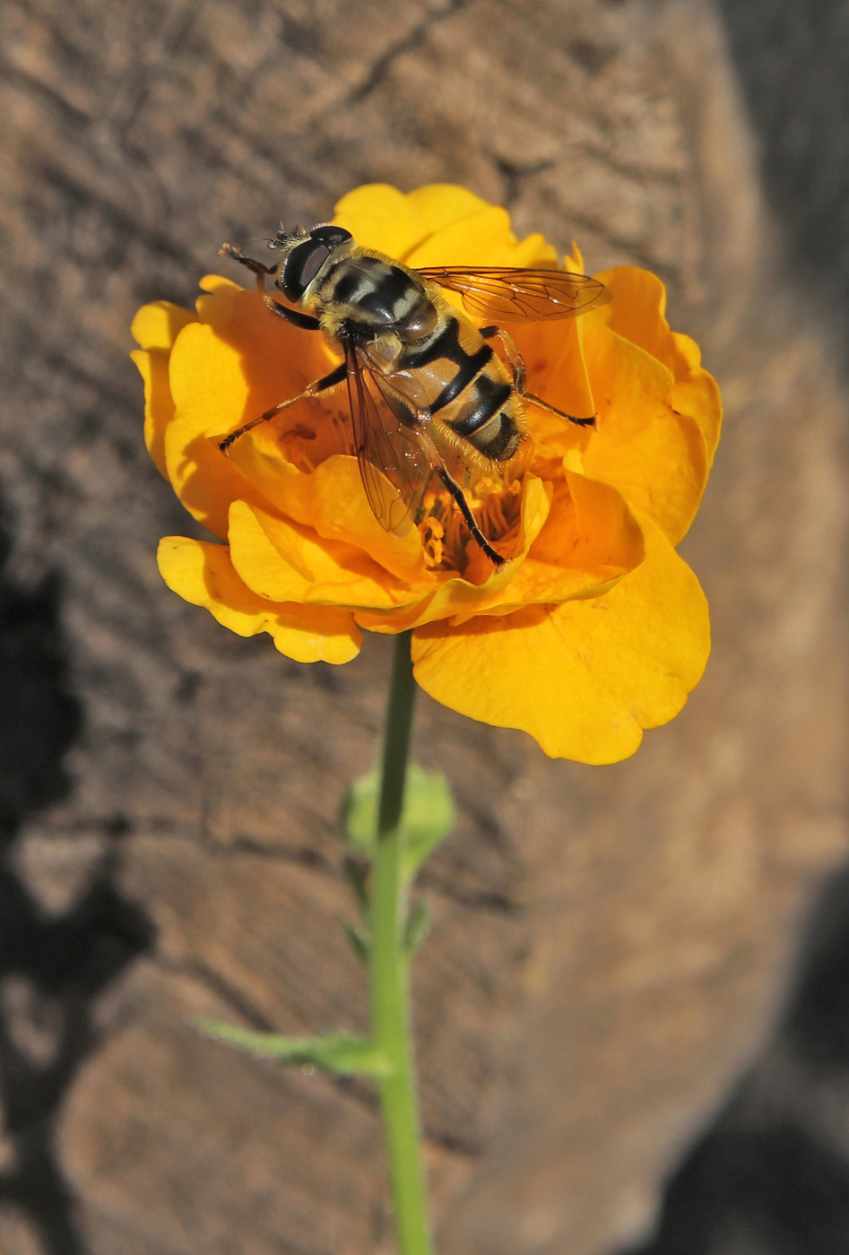 Image of Geum quellyon specimen.