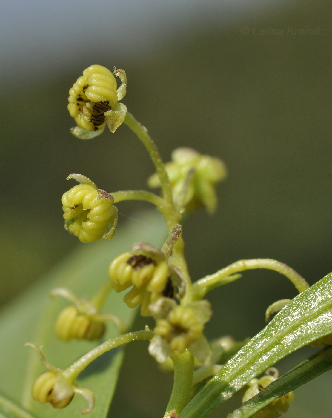 Изображение особи род Dodonaea.