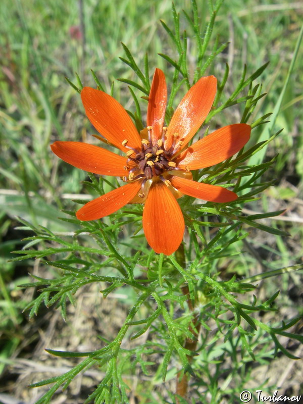 Изображение особи Adonis flammea.