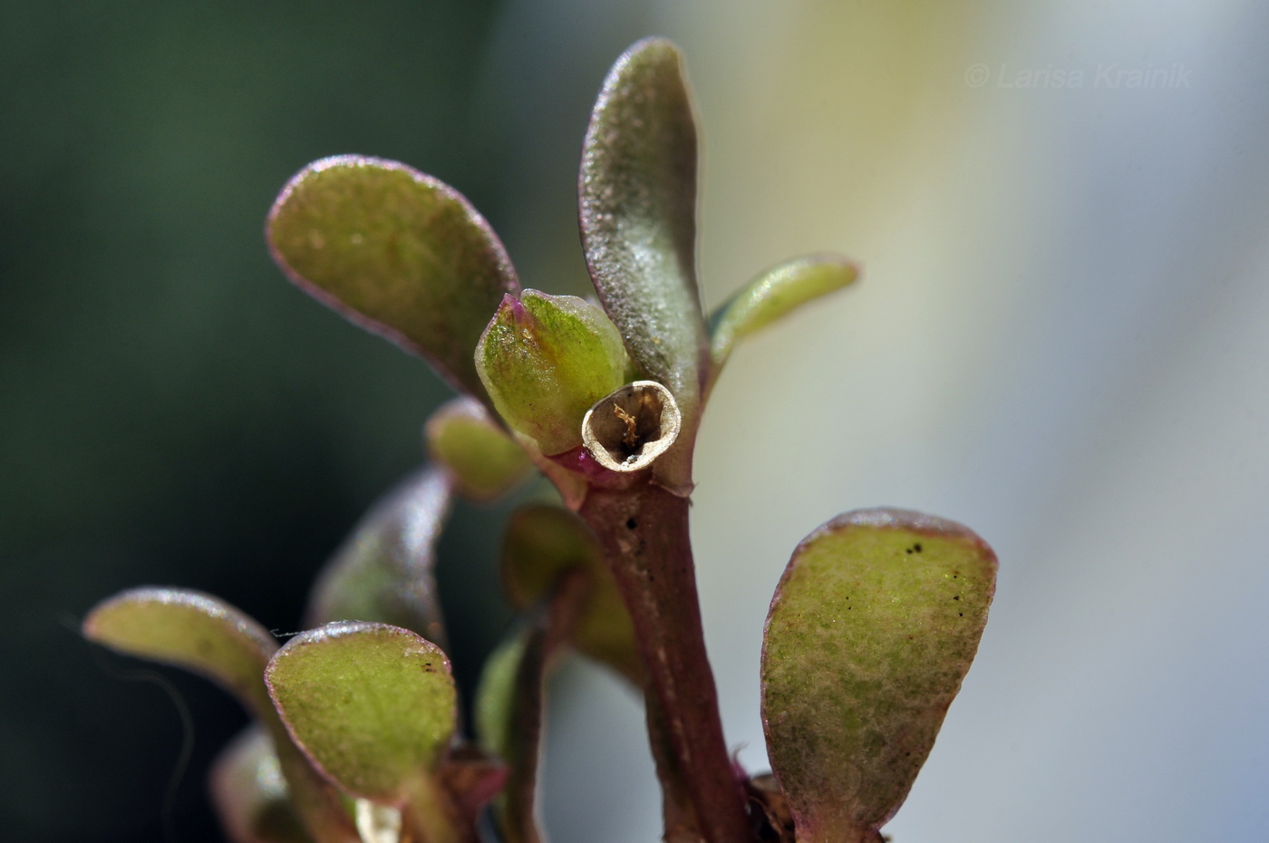 Image of Portulaca oleracea specimen.