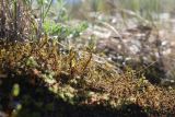 Abietinella abietina. Веточки (на переднем плане вне фокуса - Bryum со спорогонами). Ленинградская обл., Гатчинский р-н, окр. пос. Пудость, заброшенный травертиновый карьер, на крыше заброшенного земляного погреба. 21.05.2025.