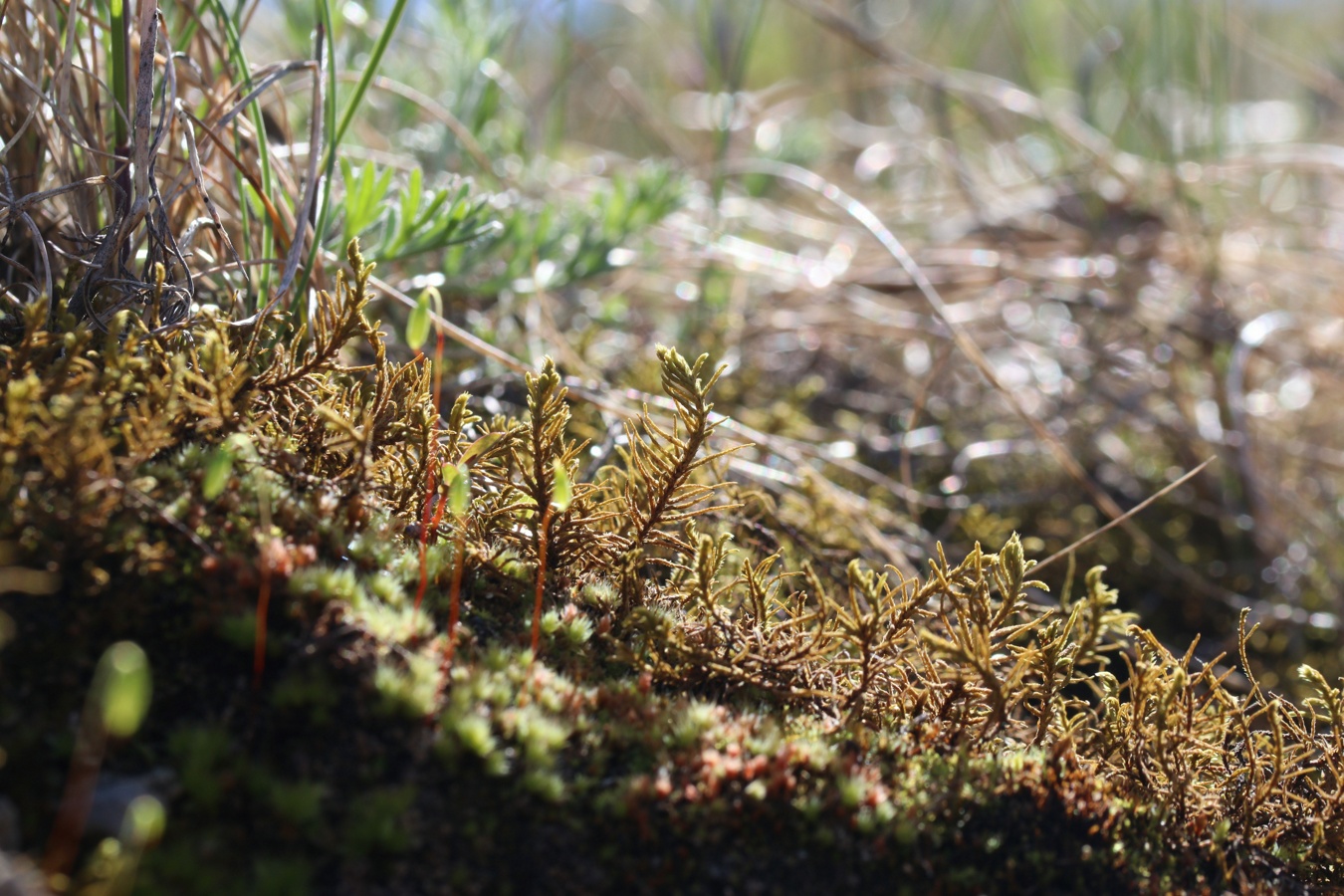 Image of Abietinella abietina specimen.