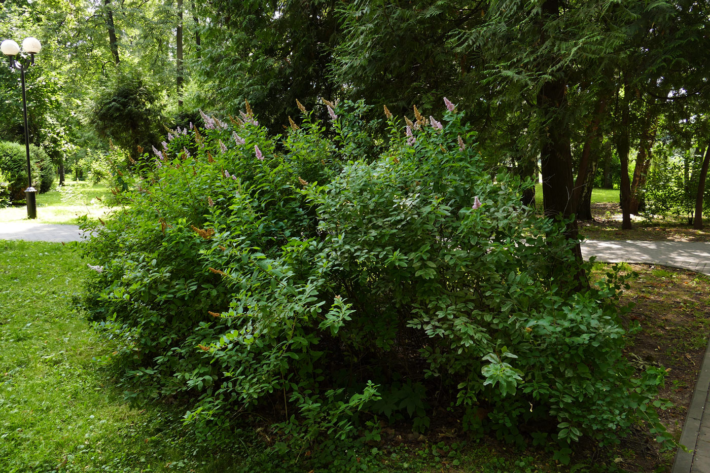 Изображение особи Spiraea salicifolia.