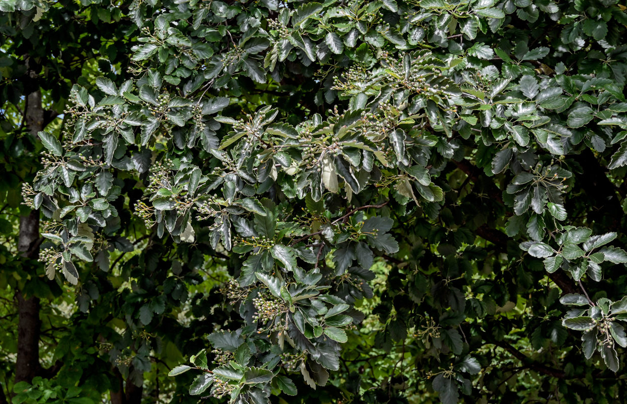 Изображение особи Sorbus intermedia.