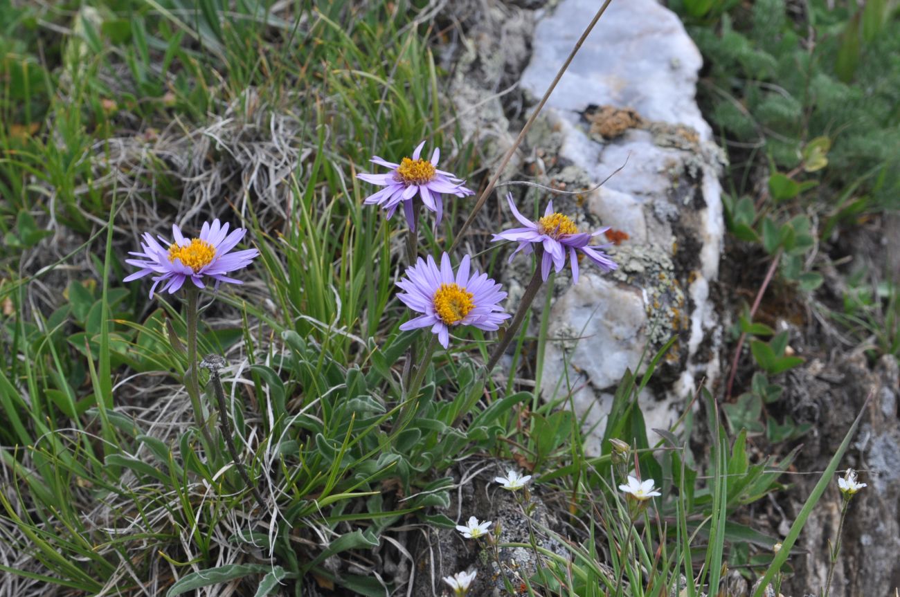 Изображение особи семейство Asteraceae.