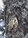Ramalina pollinaria. Таллом с соралиями в сообществе Physcia sp. Ленинградская обл., Гатчинский р-н, ок. дер. Кремено, на коре дерева. 13.02.2026.