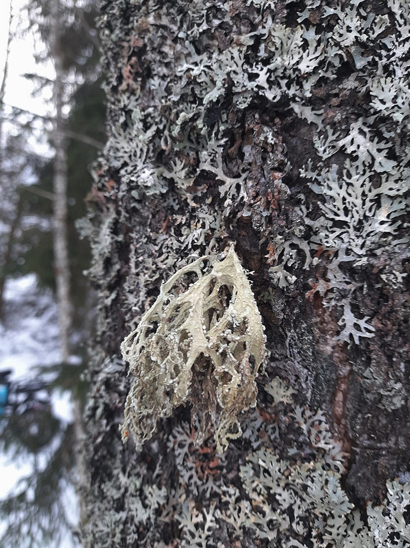Изображение особи Ramalina pollinaria.