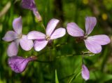 Cardamine quinquefolia