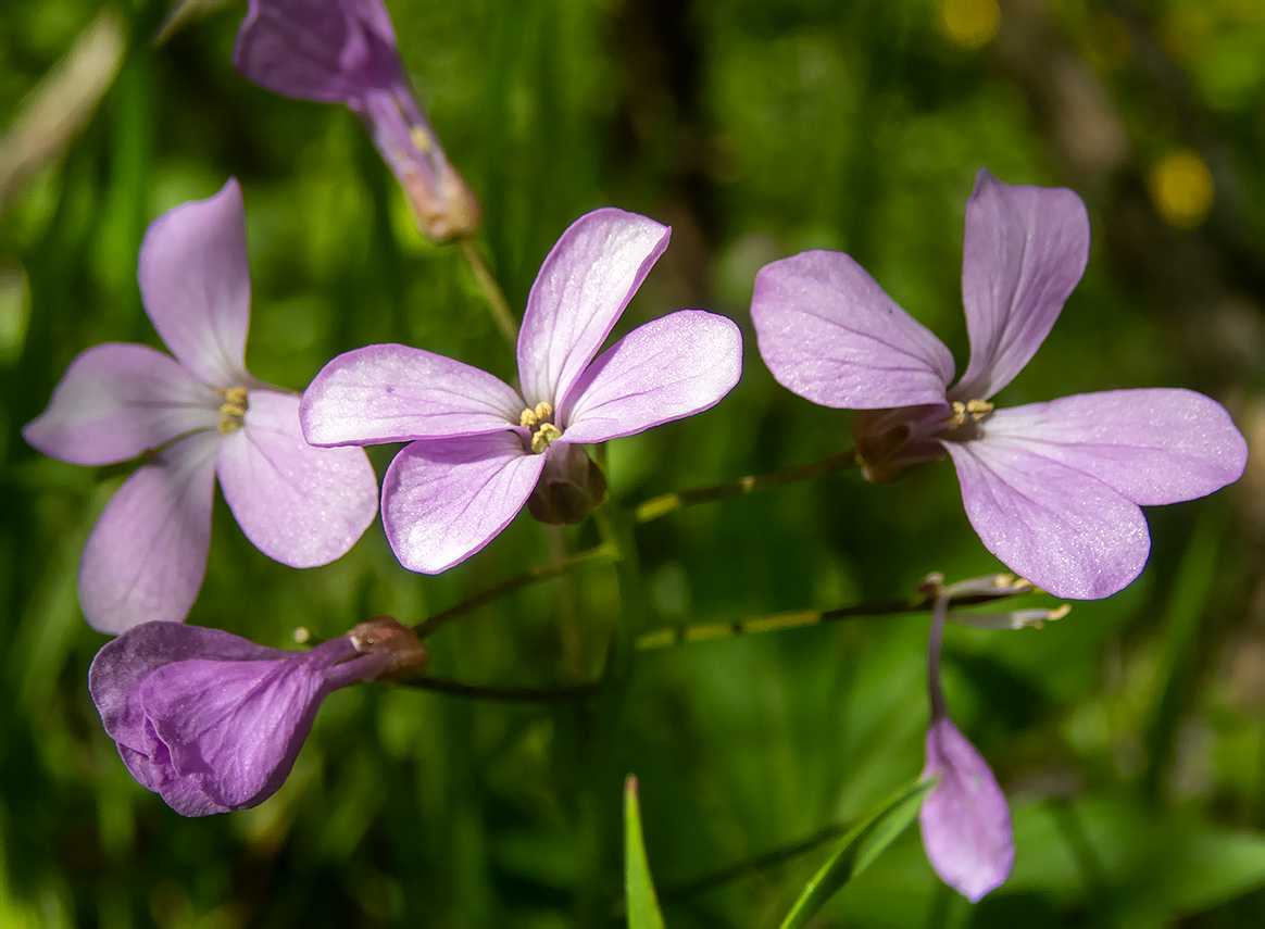 Image of Cardamine quinquefolia specimen.